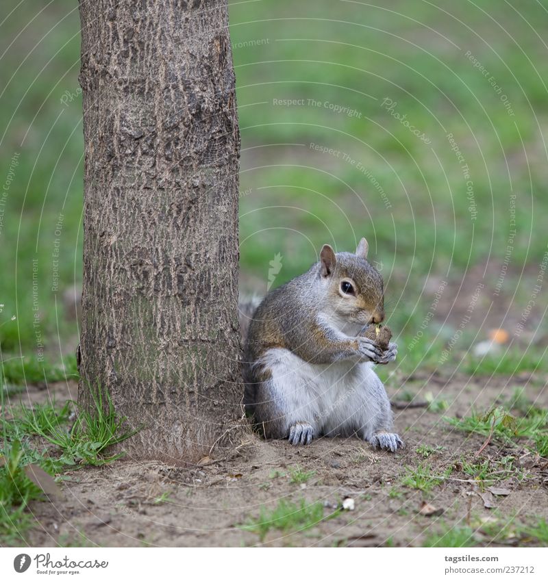STREET-HÖRNCHEN Eichhörnchen lässig beweglich Fressen Natur Tier Toronto Baum Baumstamm Farbfoto Textfreiraum unten sitzen Zufriedenheit Nuss Nussknacker