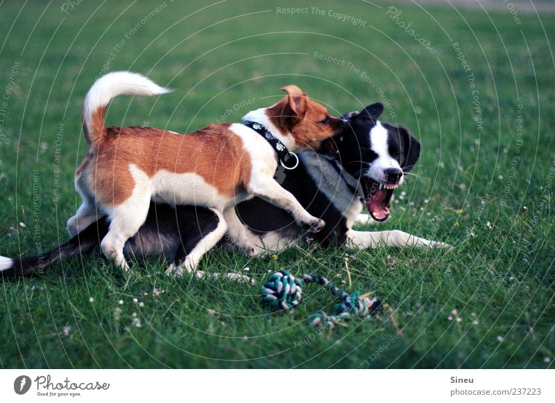 AUA! Natur Sommer Schönes Wetter Gras Wiese Tier Haustier Hund 2 kämpfen Spielen frech listig niedlich braun grün schwarz weiß Freude Tierliebe Leben Bewegung