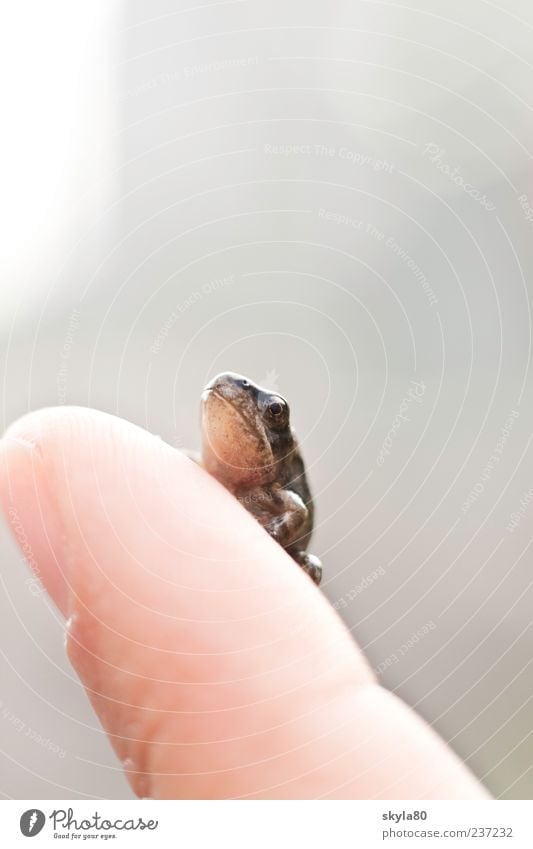 Märchenhaft Frosch Tier Traumprinz schön klein Finger Blick Kopf sitzen Froschauge Froschkönig Amphibie Lebewesen Umweltschutz berühren Neugier fangen Wald