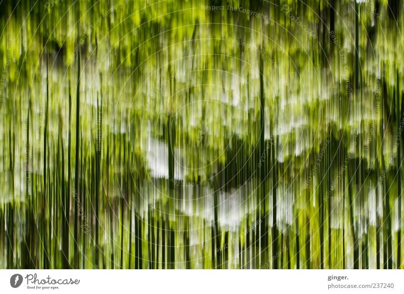 Gräser Natur Pflanze Gras grün Streifen lang gezogen fallen schwarz weiß Linie außergewöhnlich Farbfoto Außenaufnahme Experiment abstrakt Muster