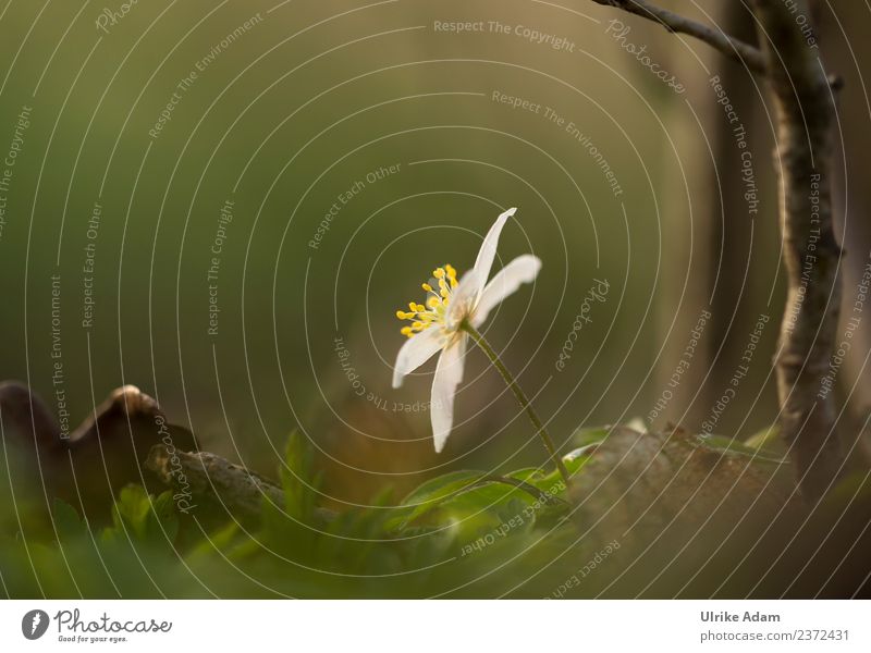Buschwindröschen - Waldanemone - Blumen und Natur elegant Wellness Leben harmonisch Wohlgefühl Zufriedenheit Erholung ruhig Meditation Muttertag Trauerfeier