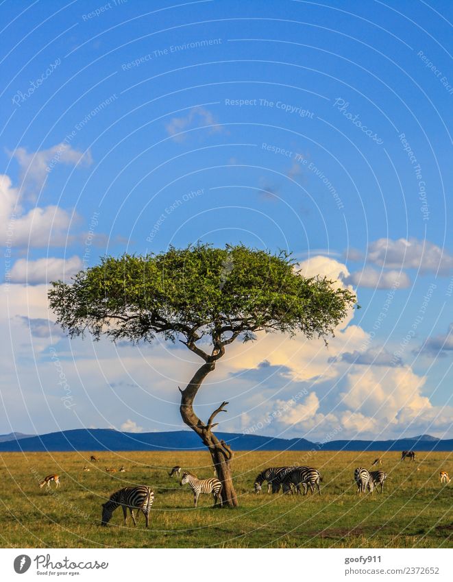 Kenia's Vielfalt Ferien & Urlaub & Reisen Tourismus Ausflug Abenteuer Ferne Freiheit Safari Expedition Umwelt Natur Landschaft Himmel Wolken Horizont Baum