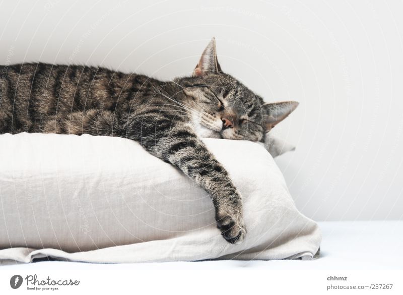 Abhängen Tier Haustier Katze 1 Kissen Bettlaken genießen liegen schlafen ästhetisch kuschlig Gelassenheit ruhig Fell Hauskatze schlaff faulenzen Erholung weiß