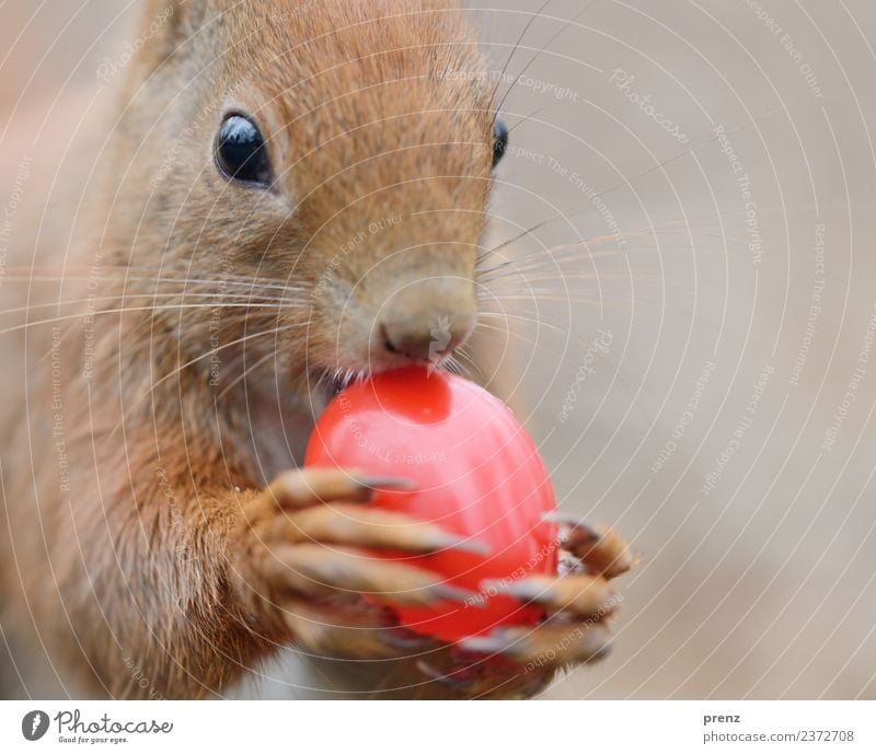 Ostern 2018 Umwelt Natur Tier Frühling Schönes Wetter Wildtier braun rot Osterei Kunststoff Eichhörnchen Schatten Kopf Farbfoto Außenaufnahme Menschenleer