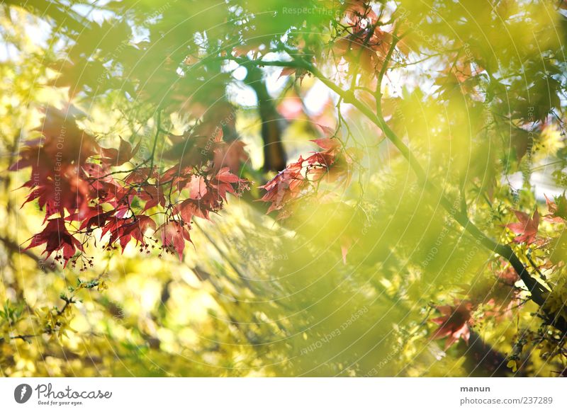 Sunshine Natur Frühling Pflanze Sträucher Blatt Ahorn Ahornblatt Ahornzweig Zweige u. Äste hell natürlich schön gelb rot Frühlingsgefühle Farbfoto Außenaufnahme