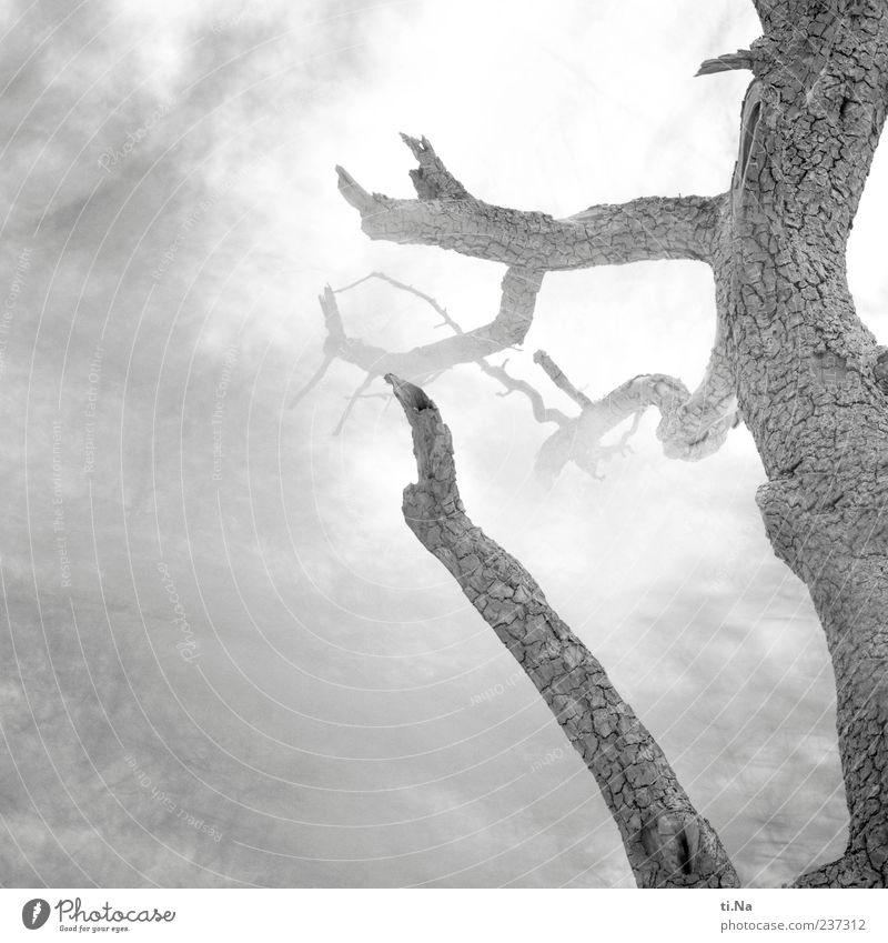 Der Geist im Birnbaum Umwelt Natur Pflanze Sturm Baum träumen geheimnisvoll Tod Schwarzweißfoto Außenaufnahme abstrakt Menschenleer Starke Tiefenschärfe