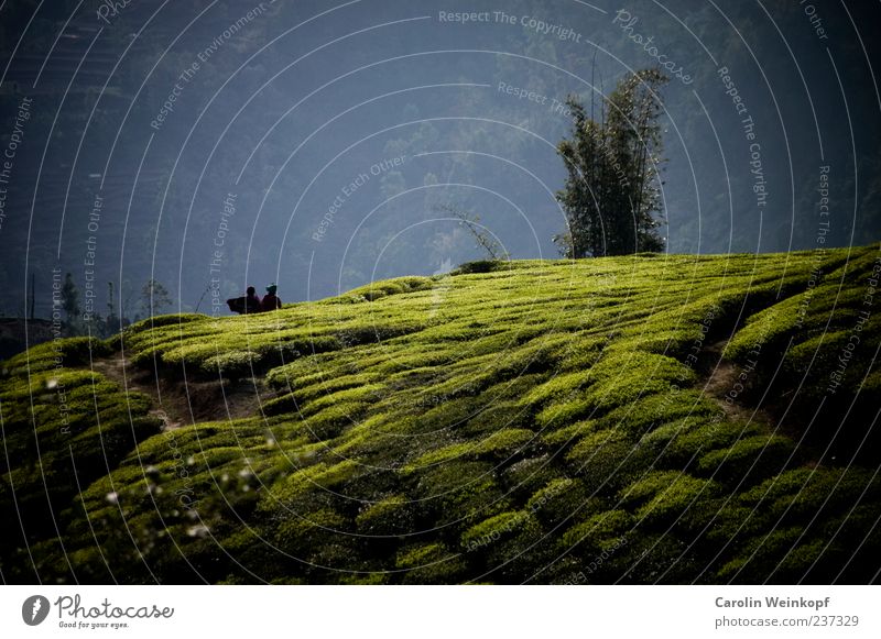 Tee. Landschaft Nutzpflanze Feld Hügel schön authentisch Ernte Wege & Pfade Nepal Asien Farbfoto Außenaufnahme Teeplantage Menschenleer Reisefotografie