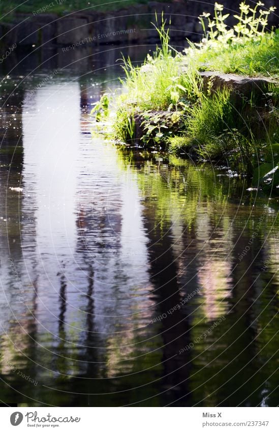 an der Ach ruhig Wasser Gras Flussufer Bach Natur Farbfoto Außenaufnahme Menschenleer Textfreiraum unten Licht Reflexion & Spiegelung Wasserspiegelung