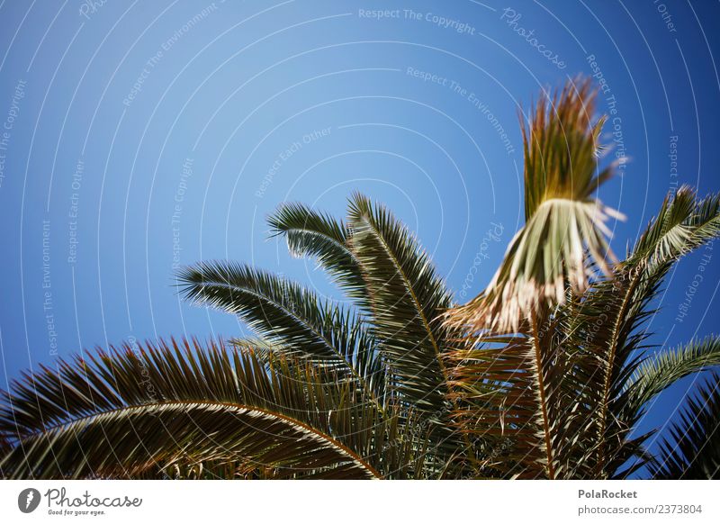 #A# Palm Island Umwelt Natur ästhetisch Palme Palmenwedel Palmenstrand Palmenhaus Ferien & Urlaub & Reisen Sommerurlaub Urlaubsstimmung Farbfoto Gedeckte Farben