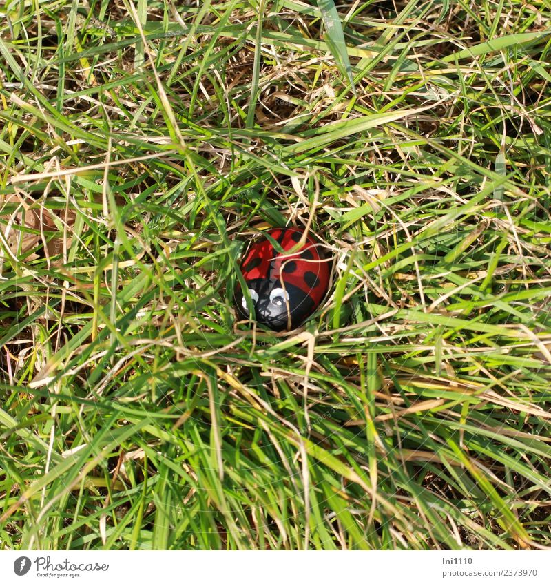 Glücksstein Marienkäfer liegt im Gras wandern Ostern Kunstwerk Sammlerstück Stein entdecken schön klein grün rot schwarz weiß Freude Lebensfreude Überraschung