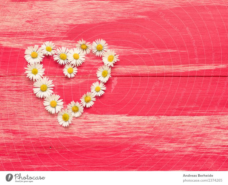 Herz aus Gänseblümchen auf rotem Holz Stil Design Sommer Valentinstag Muttertag Geburtstag Natur Pflanze Blume Blüte Liebe gelb rosa heart flower daisy white