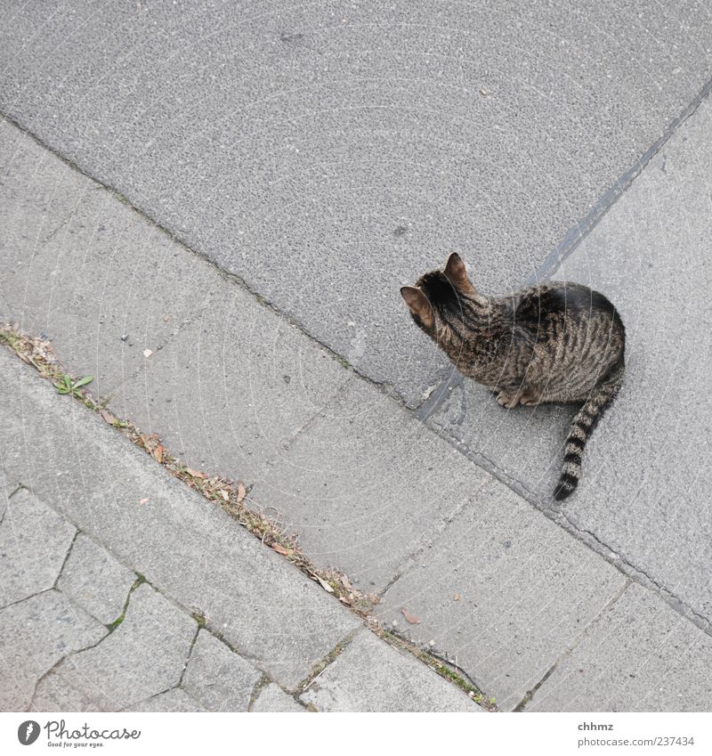 Sraßenstreuner Straße Bürgersteig Bordsteinkante Rinnstein Tier Haustier Katze 1 Streifen beobachten Blick sitzen schön einzigartig grau geduldig ruhig Trägheit