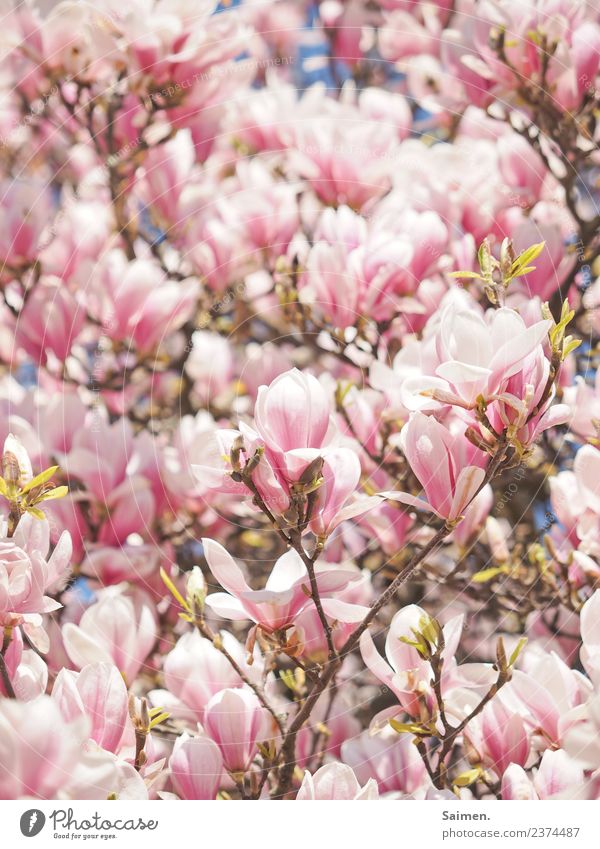 Magnolienblüten Magnolienbaum Blüte Zweige ast Farbfoto Natur Park Blatt Garten Frühling Tag Schönes Wetter Sonnenlicht rosa weiss schön