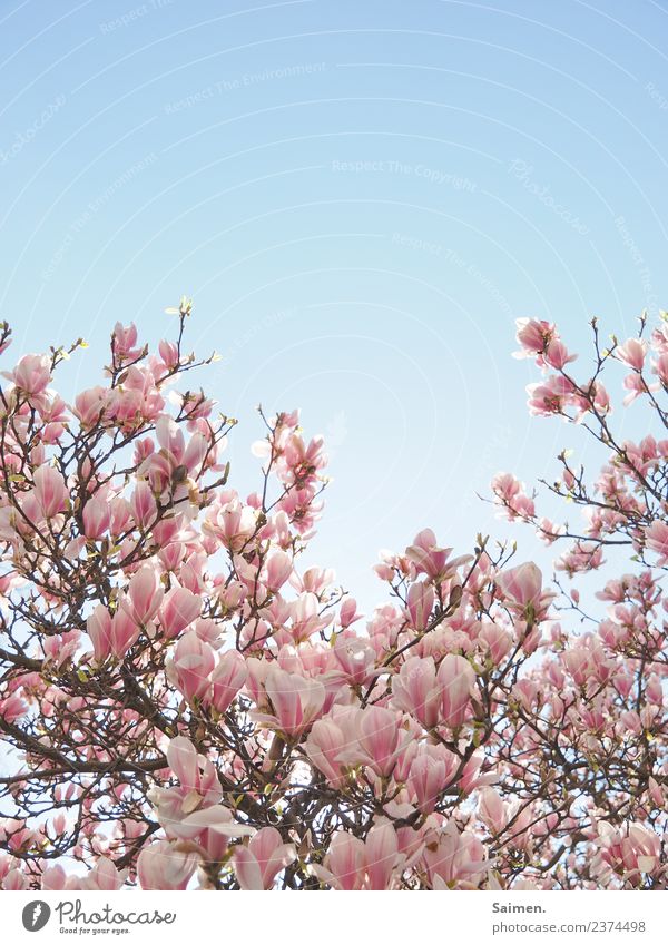 Magnolienblüte Blüte blühen baum Magnolienbaum ast zweig Natur rosa Farbfoto weiss schön leben gedeihen Detailaufnahme Garten Park