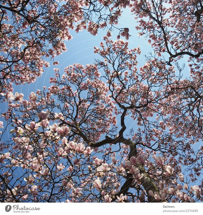 Magnolienblüte Magnolienbaum Blüte blühen Blütenblatt äste Zweige Natur Farbfoto Himmel blau Tag Frühling rosa weiß leben