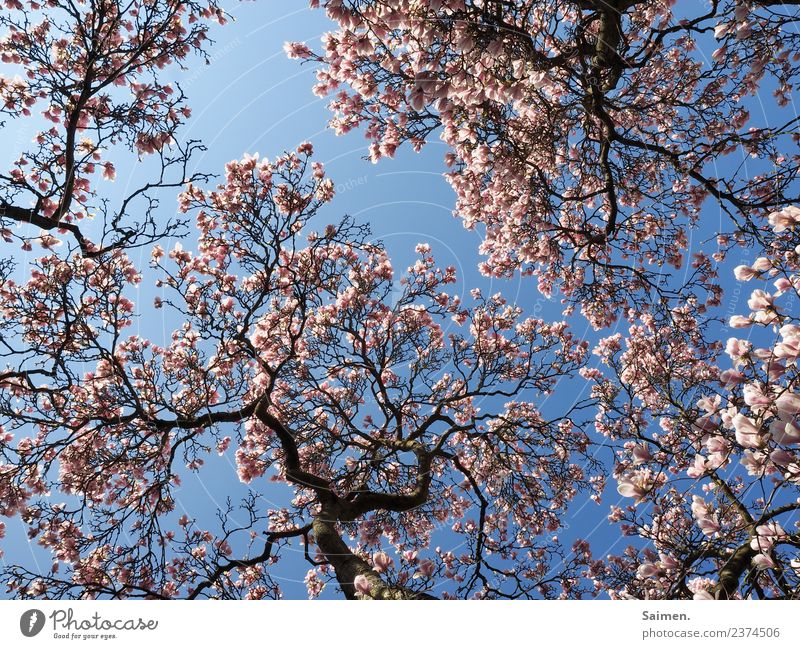 Magnolienblüte Blüte baum äste blühen Natur umwelt pflanze Himmel wolkenlos
