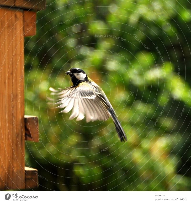 Anflug Tier Vogel anstrengen Bewegung Meisen Kohlmeise Futter füttern fliegen Anmut Geschicklichkeit Geschwindigkeit Farbfoto mehrfarbig Außenaufnahme