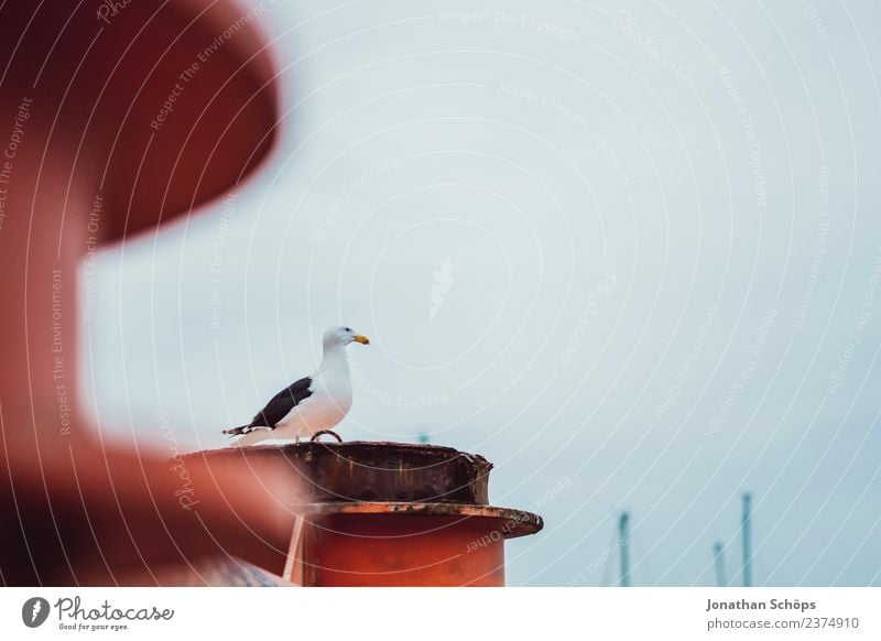 Möwe am Hafen Luft Himmel Brighton Großbritannien Europa Stadt Hafenstadt Hafencity Tier Vogel 1 beobachten Blick Stimmung Vertrauen Vorsicht geduldig ruhig