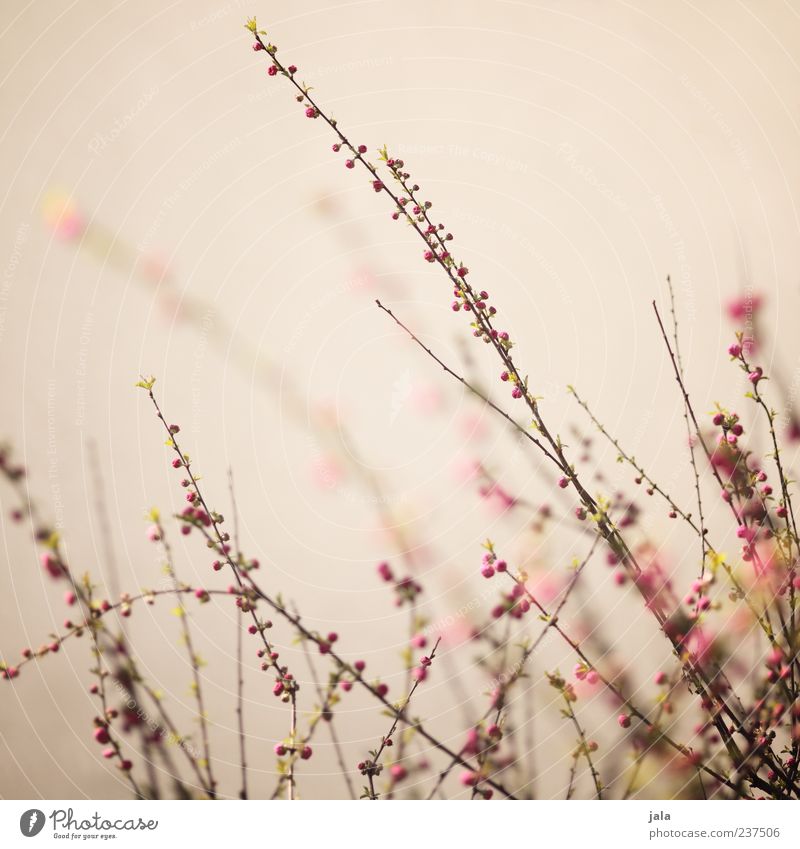 zart verzweigt Natur Pflanze Frühling Sträucher Blüte schön Frühlingsgefühle Farbfoto Außenaufnahme Menschenleer Textfreiraum oben Hintergrund neutral Tag