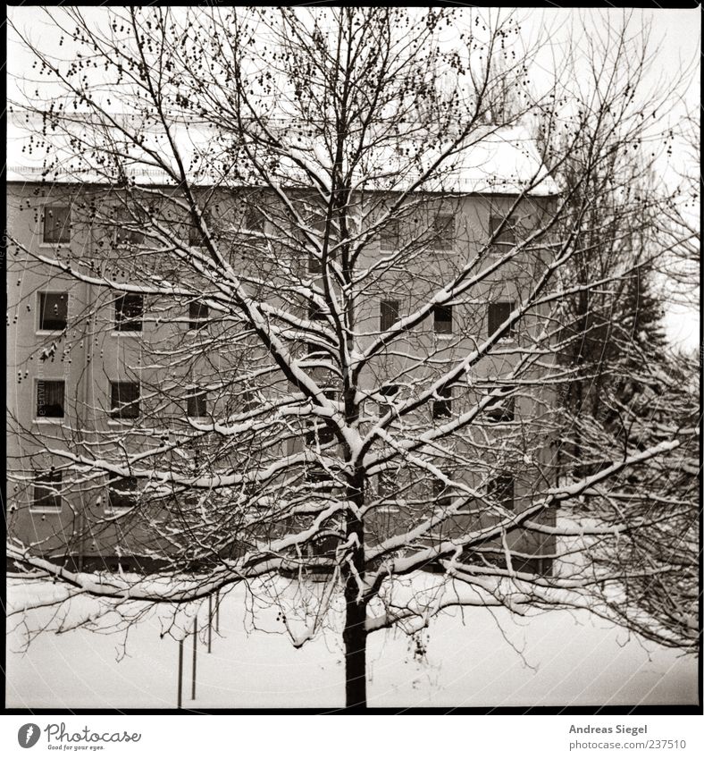Schnee für die Seele Natur Landschaft Winter Wetter Baum Garten Dorf Haus Gebäude Wohnhaus Mehrfamilienhaus ästhetisch groß kalt trist Hof Kühlung