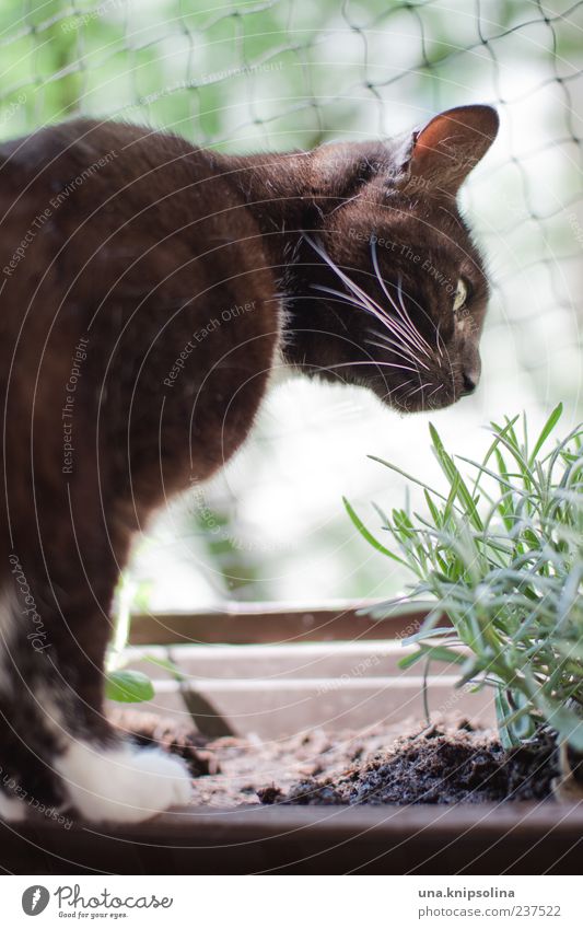 kräuterkatze Kräuter & Gewürze Garten Natur Pflanze Balkon Tier Haustier Katze 1 beobachten Duft entdecken authentisch frisch lecker grün schwarz weiß