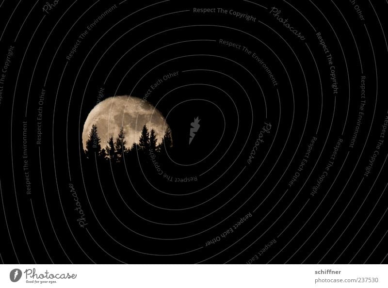 Auuuuuuuuu Landschaft Nachthimmel Mond Vollmond Baum Wald Hügel schwarz Mondschein Mondaufgang Tanne Dämmerung Werwolf Angst Grauen Nachtstimmung Außenaufnahme