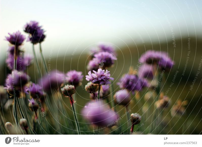 Pembrokeshire Lila Umwelt Natur Pflanze Sommer Blume Blüte frisch schön Gefühle Leben Reinheit Farbfoto Außenaufnahme