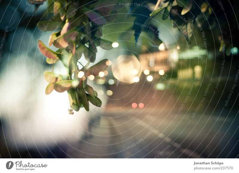 urbanes Bokeh Hintergrundbild an einer Straße bei Nacht mit Autoverkehr und Blätter eines Baumes Dresden Verkehr mehrfarbig ruhig ästhetisch Zufriedenheit