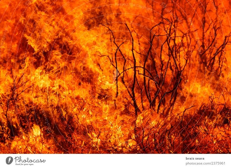 Waldbrand Bildung Wissenschaften Arbeit & Erwerbstätigkeit Landwirtschaft Forstwirtschaft Umwelt Natur Landschaft Pflanze Feuer Klimawandel schlechtes Wetter