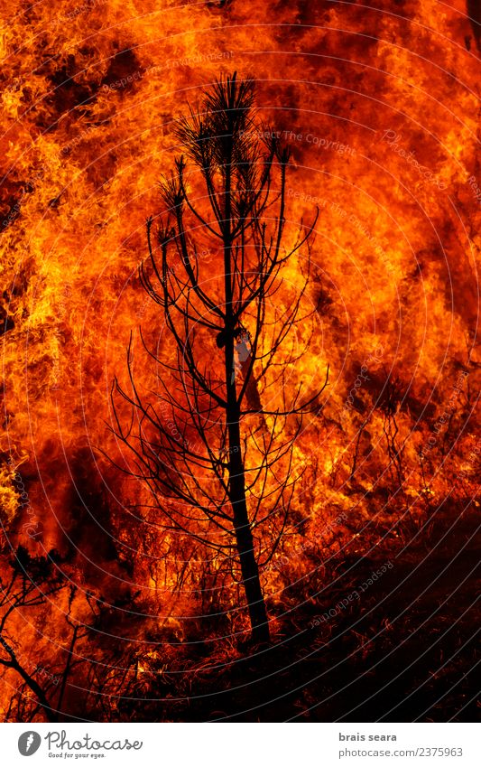 Waldbrand Landwirtschaft Forstwirtschaft Umwelt Natur Landschaft Feuer Klimawandel Wind Baum heiß natürlich wild orange rot schwarz Traurigkeit Angst Entsetzen
