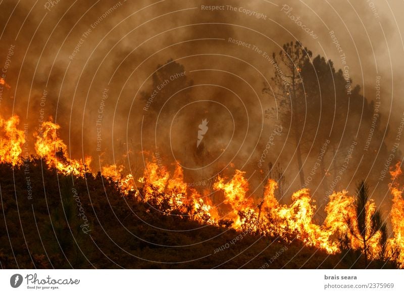 Waldbrand Bildung Arbeit & Erwerbstätigkeit Landwirtschaft Forstwirtschaft Umwelt Natur Landschaft Feuer Klimawandel Wind Baum Holz heiß natürlich wild Angst