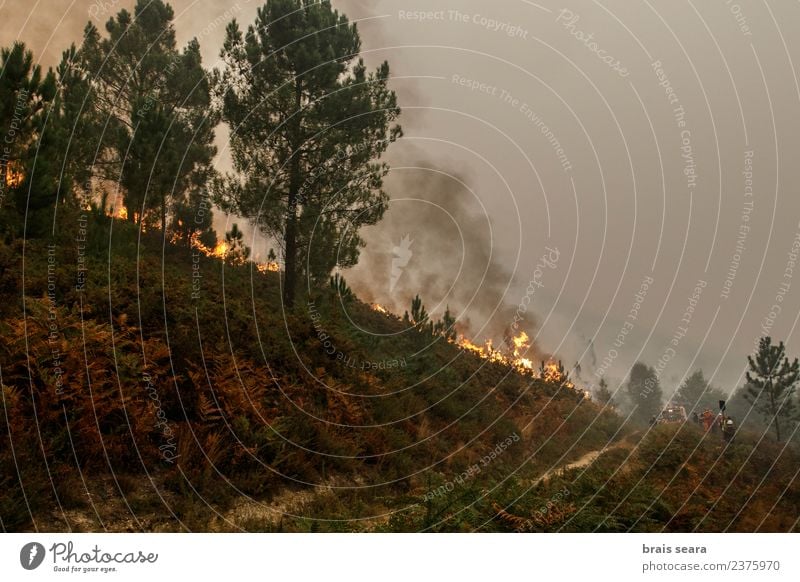 Waldbrand Landwirtschaft Forstwirtschaft Umwelt Natur Landschaft Feuer Klimawandel Wind Pflanze Baum Sträucher heiß natürlich wild grün Traurigkeit Angst