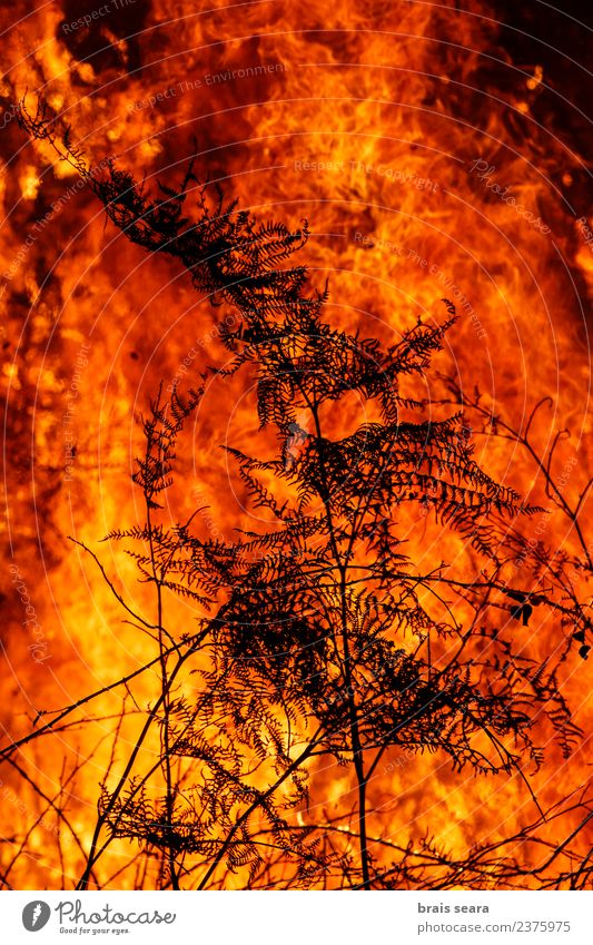 Waldbrand Landwirtschaft Forstwirtschaft Umwelt Natur Landschaft Feuer Klima Klimawandel schlechtes Wetter Wind Baum heiß natürlich wild orange rot schwarz