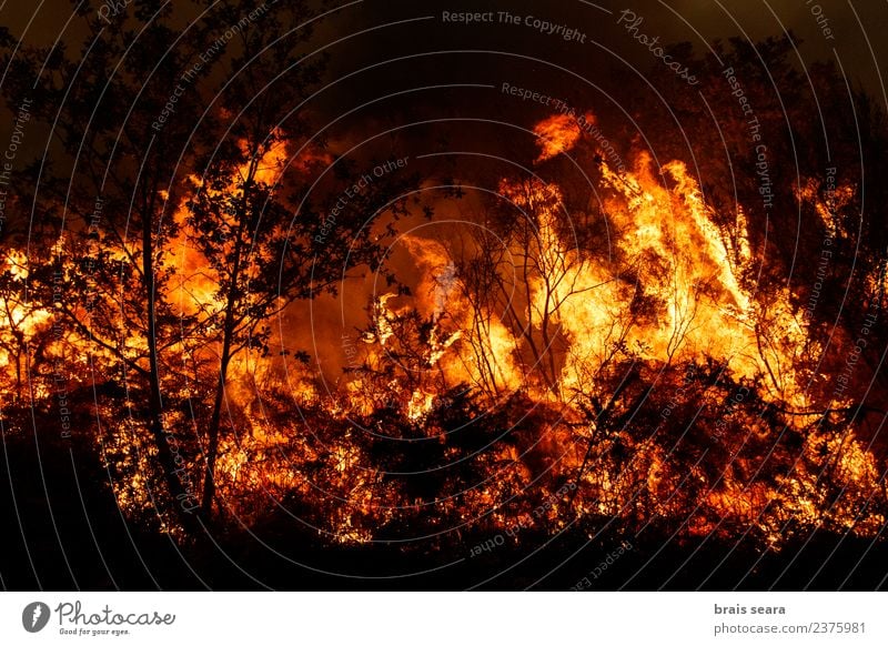 Waldbrand Landwirtschaft Forstwirtschaft Umwelt Natur Landschaft Feuer Klimawandel Wind Pflanze Baum Sträucher heiß natürlich wild orange rot schwarz