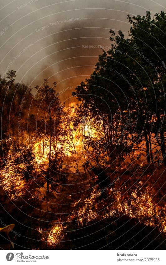 Waldbrand Landwirtschaft Forstwirtschaft Umwelt Natur Landschaft Feuer Klimawandel Wind Baum heiß natürlich wild orange rot schwarz Traurigkeit Angst Entsetzen