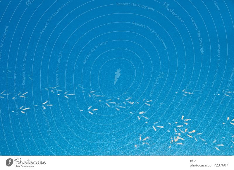 blaumeise Vogel laufen Autolack Spuren Krallen metallic dreckig Farbfoto Außenaufnahme Nahaufnahme Detailaufnahme abstrakt Strukturen & Formen Textfreiraum oben