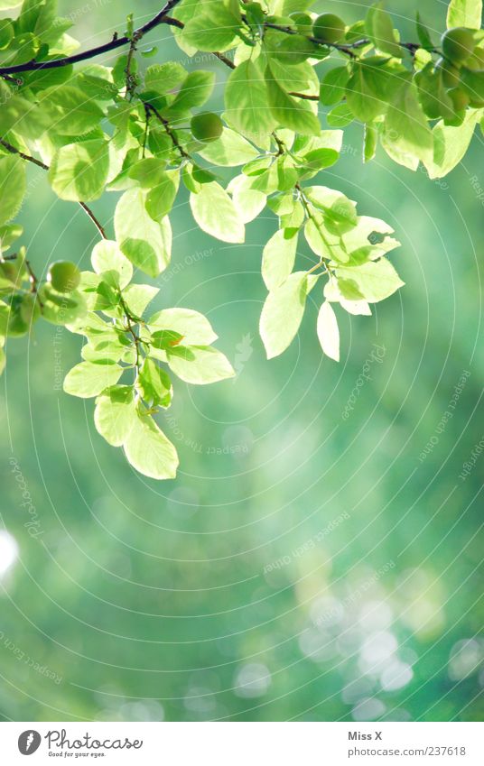 Frühlingsgrün Schönes Wetter Sträucher Blatt Park Wachstum Ast Zweige u. Äste zartes Grün Frühlingsfarbe Farbfoto mehrfarbig Außenaufnahme Nahaufnahme