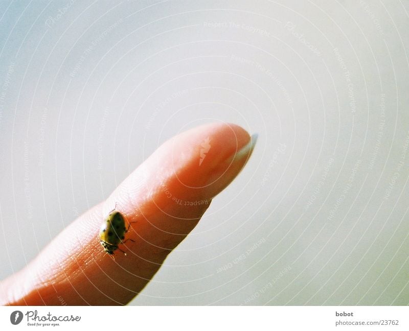 Buggie Marienkäfer Finger klein Insekt krabbeln Käfer Haut