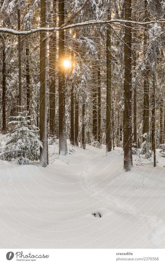 Der Weg II Winterwald Schneelandschaft Farbfoto Fichte Wald Bayerischer Wald Gegenlicht Sonne Sonnenuntergang kalt Spuren ruhig weiß Ast braun Schneeschuhe