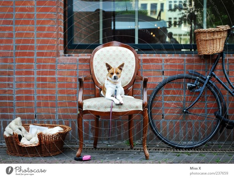 Der kleine König - ultimatives Lieblingsfoto Möbel Stuhl Mauer Wand Fenster Fahrrad Tier Haustier Hund 1 sitzen warten Kitsch lustig Hundekorb Hundeleine