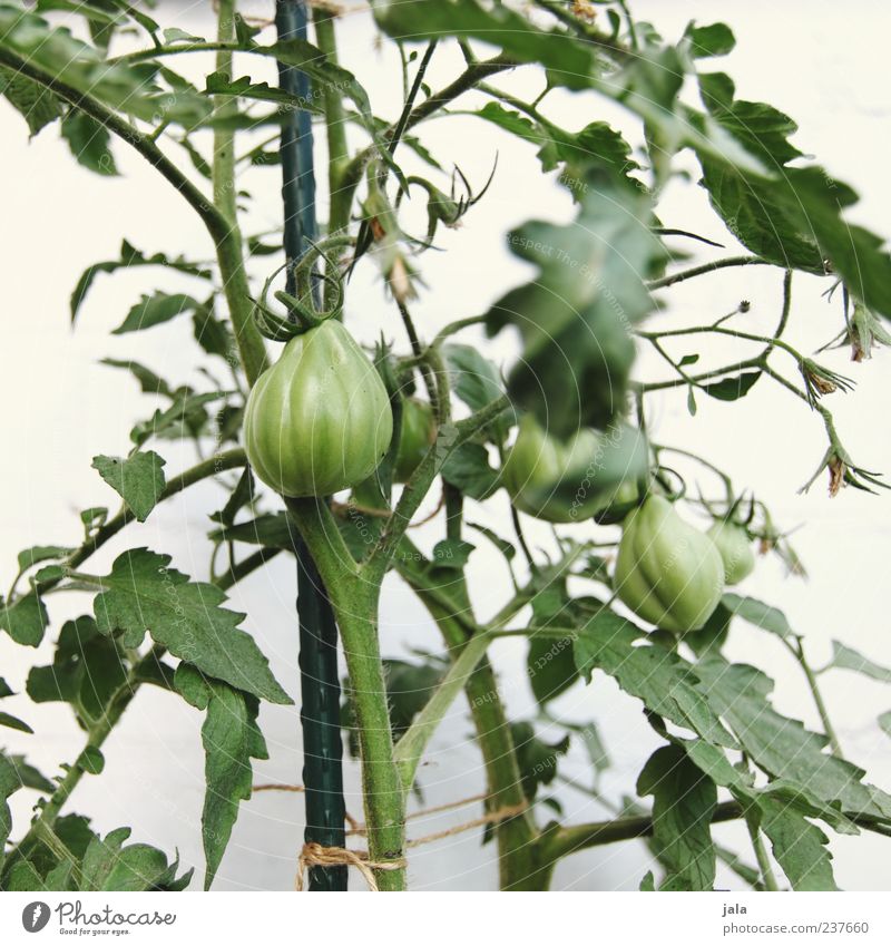 tomaten Lebensmittel Gemüse Tomate Bioprodukte Vegetarische Ernährung Landwirtschaft Forstwirtschaft Pflanze Nutzpflanze Garten Wachstum Gesundheit lecker grün