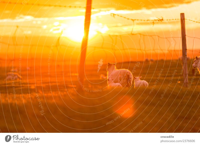 Mäh III Tier Schaf Lamm Herde Tierjunges Tierfamilie Gelassenheit Farbfoto Gedeckte Farben Außenaufnahme Dämmerung Licht Kontrast Sonnenaufgang Sonnenuntergang