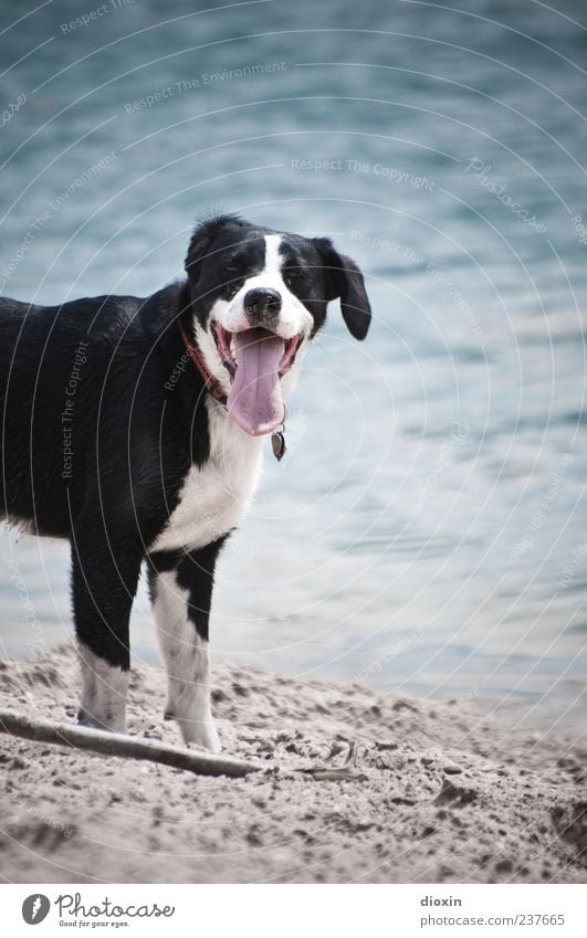 Hol dir doch dein Stöckchen selber! Wasser Seeufer Flussufer Strand Tier Haustier Hund Tiergesicht Fell Schnauze Zunge 1 Blick Spielen warten apportieren Stock