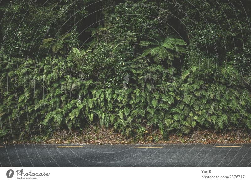 Die Grüne Wand Umwelt Natur Pflanze Sommer Gras Sträucher Moos Grünpflanze Straße grün Neuseeland Farn Blatt Straßenrand Mauer Waldrand Urwald Verbundenheit