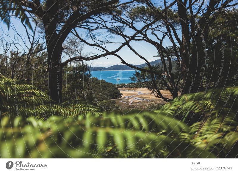 Abel Tasman Ferien & Urlaub & Reisen Tourismus Ausflug Abenteuer Ferne Freiheit Sommer Sommerurlaub Sonne Strand Meer Insel wandern Natur Pflanze Sand Wasser
