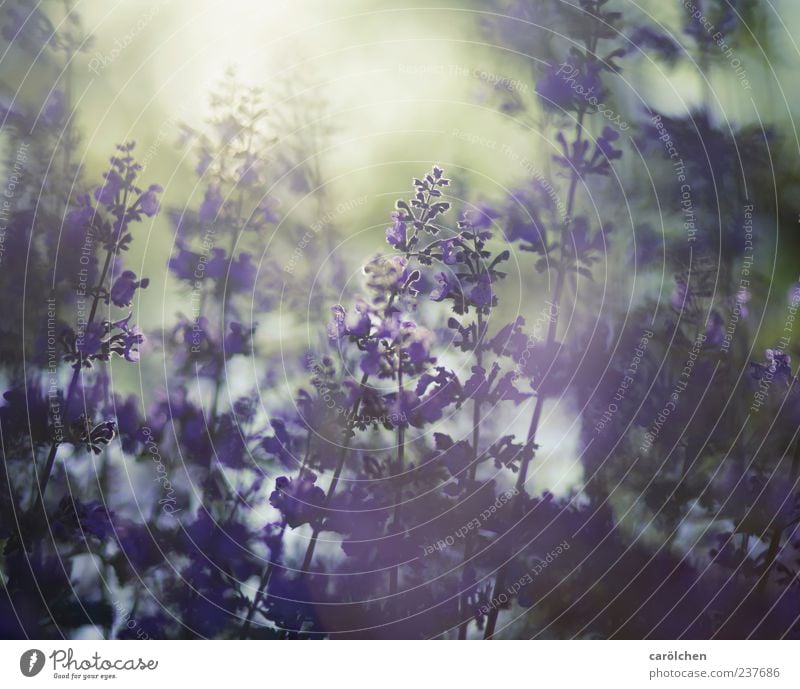 Daydream Natur Pflanze Sonnenlicht Sommer Blume Garten gold violett Katzenminze Gegenlicht milchig Nebel zart filigran Farbfoto mehrfarbig Menschenleer