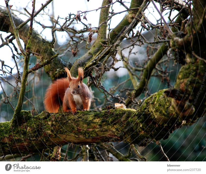 Im Apfelbaum Umwelt Natur Frühling Baum Tier Tiergesicht 1 sitzen niedlich braun Neugier Eichhörnchen Farbfoto Außenaufnahme Tag Blick Tierporträt Ast