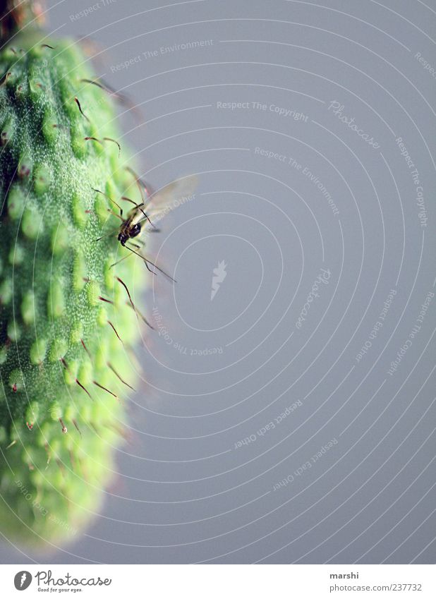 Auf Erkundungstour Natur Pflanze Tier Blume Fliege 1 klein grün Mohnkapsel Stechmücke Unschärfe Detailaufnahme Makroaufnahme Farbfoto Außenaufnahme