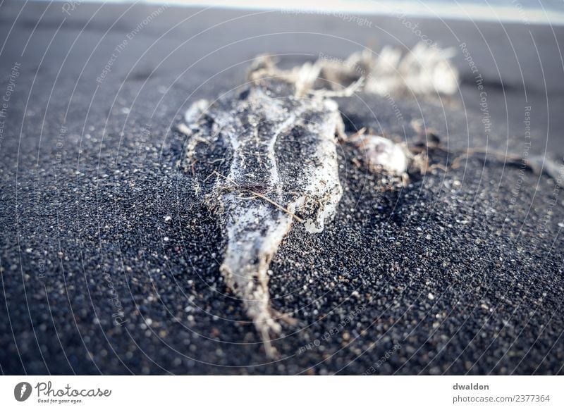 Möwen-Skelett auf Strand in Island Tier Wildtier Totes Tier Vogel 1 außergewöhnlich dunkel schwarz weiß Traurigkeit Trauer Tod ruhig Möwenvögel Außenaufnahme