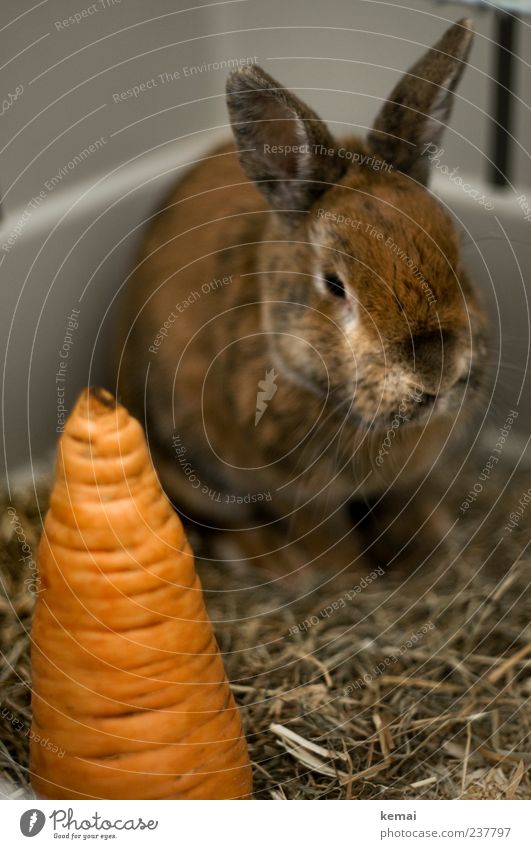 Paul *rip* und die Madeira-Möhre Lebensmittel Gemüse Ernährung Tier Haustier Tiergesicht Hase & Kaninchen Zwergkaninchen Zwerghase Farbenzwerg Hasenohren Ohr 1